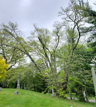 American Yellowwood (Cladrastis kentukea) 