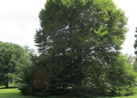 European Beech 