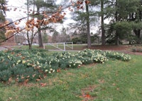 Daffodil Bloom