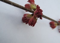Katsuratree Bloom