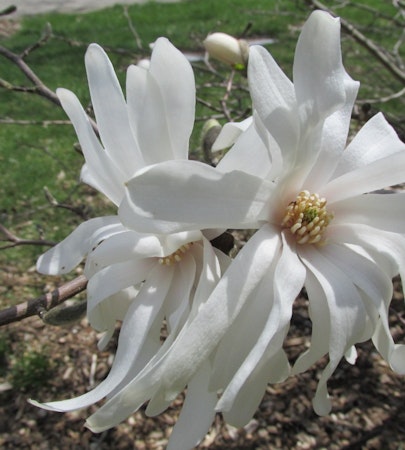 Early April Blooms