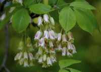 American Bladdernut