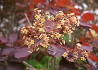 American Smoketree