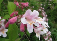 Beautybush