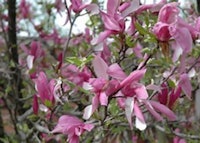 Betty Magnolia