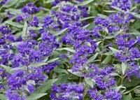 Bluebeard