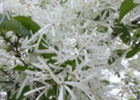 Chinese Fringetree