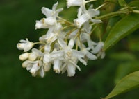 Colchis Bladdernut