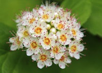 Common Ninebark