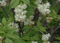European Bladdernut