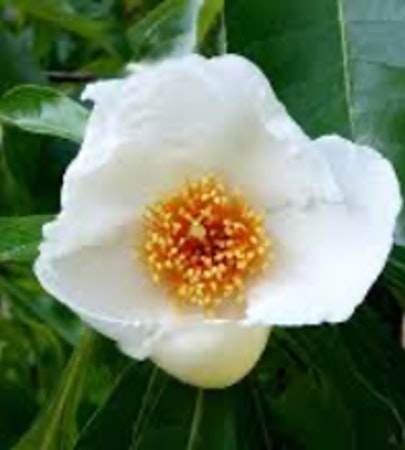 Late July Blooms 