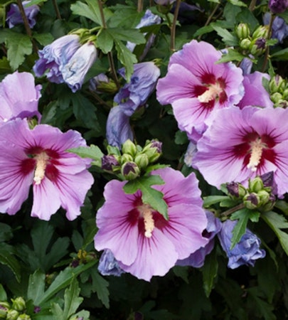 Early July Blooms