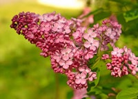 Hyacinth Lilac