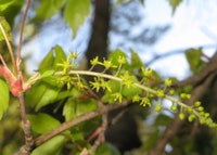 Ivy Leaf Maple