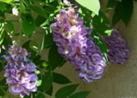 Kentucky Wisteria