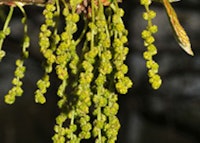 Oak