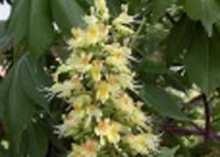 Ohio Buckeye