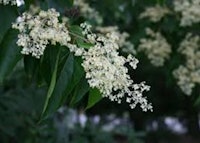 Chinese Pearlbloom