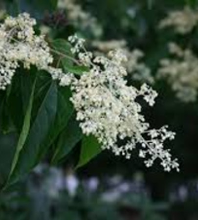 Early August Blooms 
