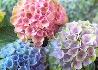 Bigleaf Hydrangea