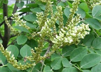 Amur Maackia