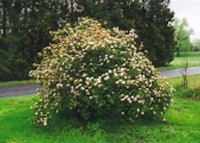 Prague Viburnum