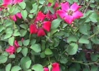 Red Meidiland Rose