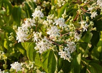 Seven-son Flower