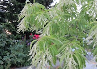 Sourwood