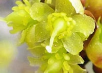 Spicebush (female)