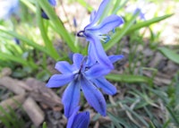 Spring Beauty