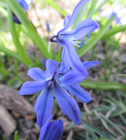 Late March Blooms 