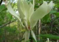 Umbrella Magnolia